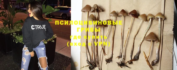 дмт Бородино